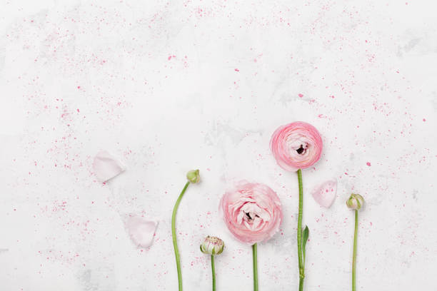 istock Beautiful pink ranunculus flowers on white table. Wedding mockup in flat lay style. 680461168