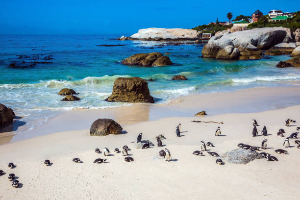 istock The colony of black- white African penguins 680464452