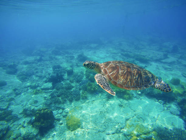 istock Sea turtle in blue water. 680465348