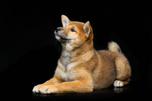 istock Beautiful shiba inu puppy 680470578