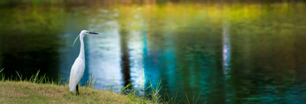 istock White Little Egret glare at water for catch fish 680470942