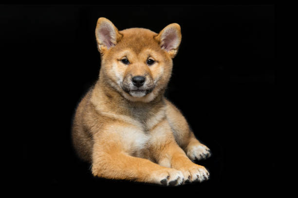 istock Beautiful shiba inu puppy 680471022