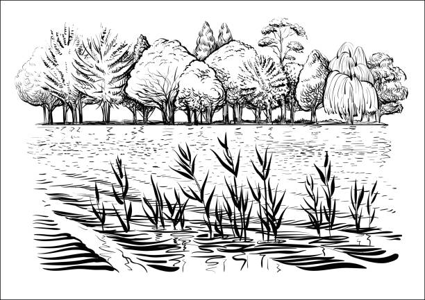 ilustraciones, imágenes clip art, dibujos animados e iconos de stock de vector ilustración de paisaje del río con árboles, ondas del agua y reflexión. boceto blanco y negro. - forest pond landscaped water