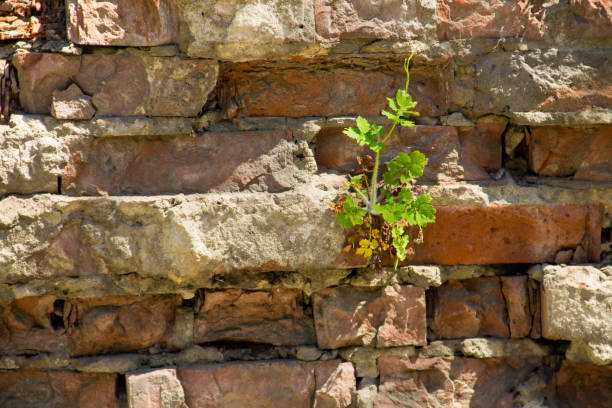 Celandine flower growing in old red brick wall