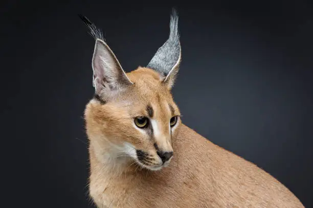 Beautiful caracal lynx 6 months old kitten sitting on black background. Studio shot. Copy space.