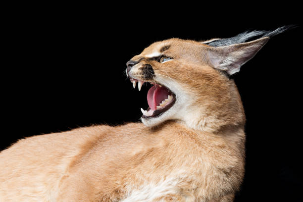 istock Beautiful caracal lynx over black background 680478744