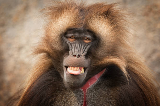 Male Gelada Portrait Male gelada sometimes called the bleeding-heart monkey or the gelada baboon. baboon photos stock pictures, royalty-free photos & images