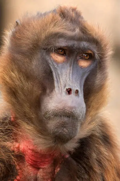 Female gelada sometimes called the bleeding-heart monkey or the gelada baboon