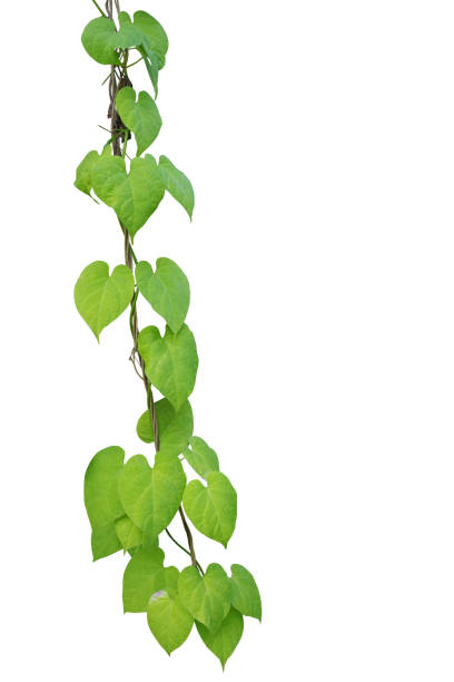 istock Heart-shaped greenery leaf climbing vines isolated on white background, clipping path included. 680482646