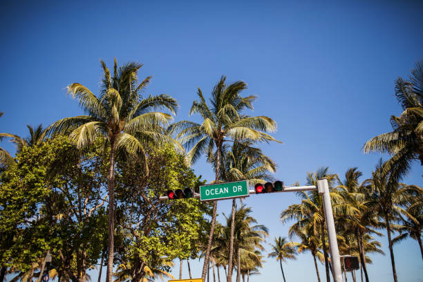 istock Palm trees on the Ocean drive 680484104