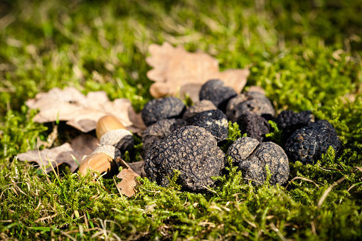 Truffle mushrooms on moss and acorns background