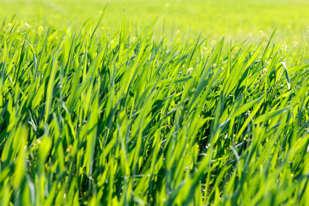 istock Background of green grass at sunrise 680497464