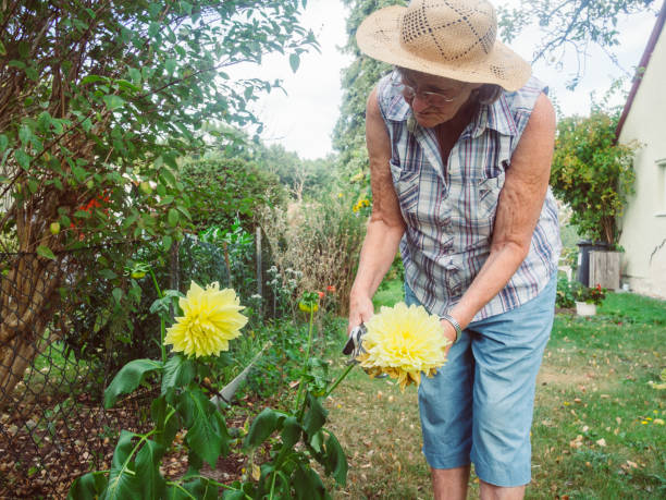 istock Pensioner is cutting flowers in garden 680497876