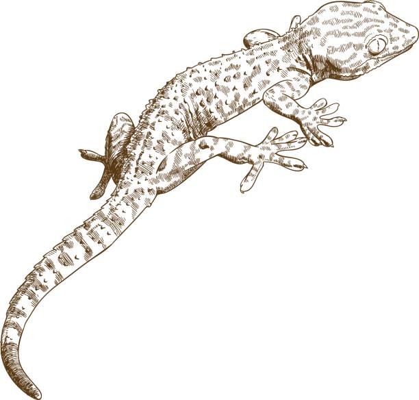 illustrations, cliparts, dessins animés et icônes de illustration de la gravure de gecko - salamandre