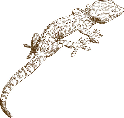 Vector antique engraving illustration of gecko isolated on white background