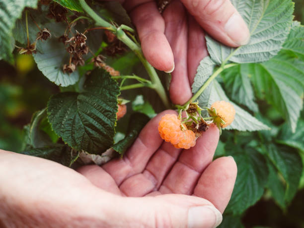 istock Close-up of a hand showing a ripe raspberry 680507722