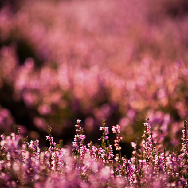 istock Blooming Heather in Scotland. 680508224