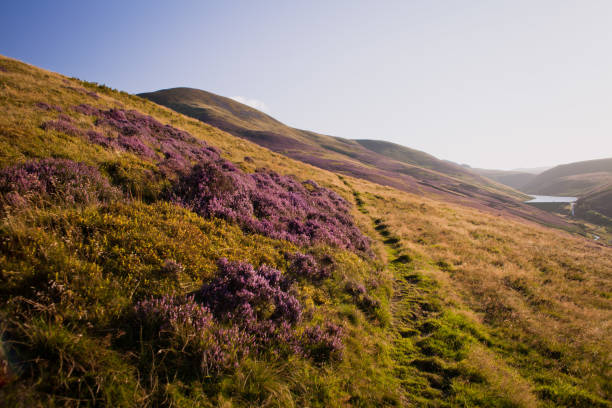 istock Heather Flowering meadows in the mountains in Scotland. 680510816
