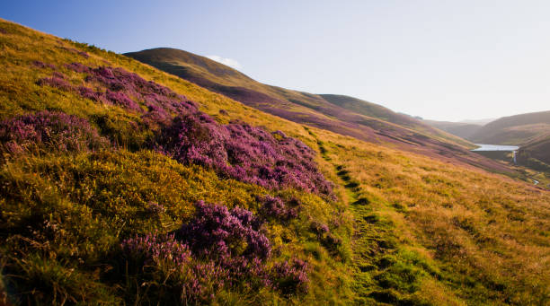 istock Idyllic Scottish landscape with Purple Heather Flowers Blossom 680510902