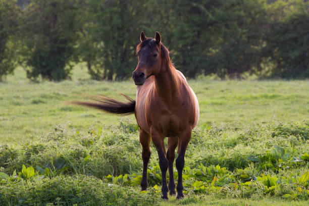 istock Beautiful Brown Horse stood in rural field 680512504