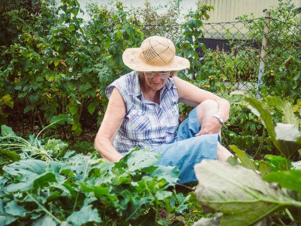 istock Senior woman gardening among the flower beds 680513708