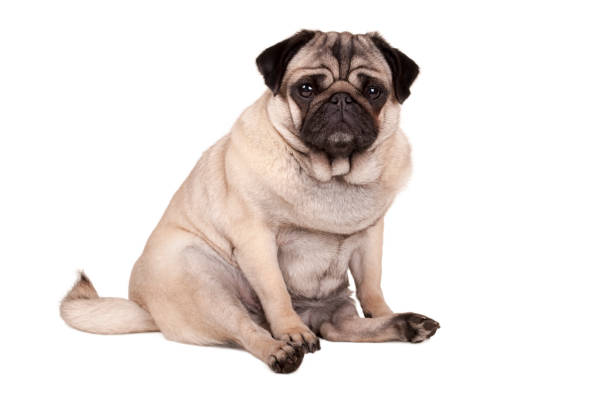 istock cute pug puppy dog sitting down, isolated on white background 680513860