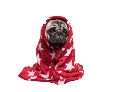 lovely cute pug puppy dog sitting down, rolled up in fuzzy red blanket, isolated on white background