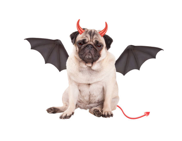 devilish cute pug puppy dog sits dressed up as devil for Halloween, isolated on white background