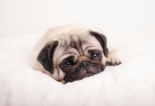 sad little pug puppy dog, lying down crying on fuzzy blanket