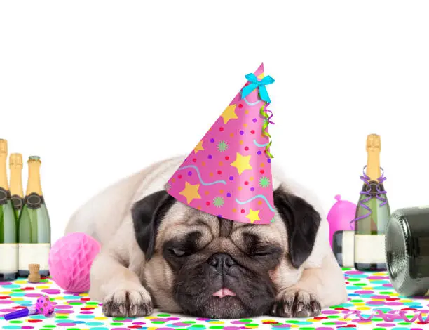 pug puppy dog wearing party hat, lying down on confetti, fed up and drunk on champagne, tired of partying, on white background