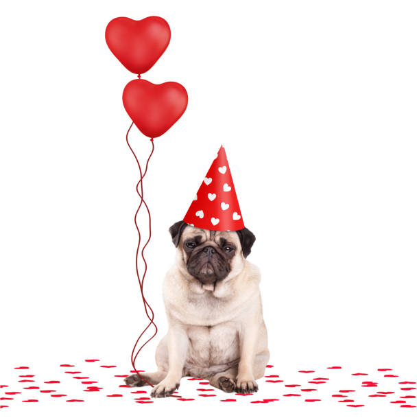 simpatico cucciolo di carlino cucciolo seduto su coriandoli, indossando cappello da festa e tenendo palloncini a forma di cuore rosso, isolato su sfondo bianco - heart shape confetti small red foto e immagini stock