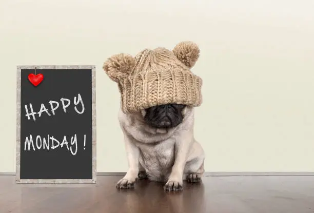 cute pug puppy dog with bad monday morning mood, sitting next to blackboard sign with text happy monday, with copy space