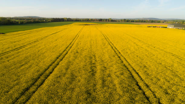 istock Canola Rapeseed field aerial series 680514194