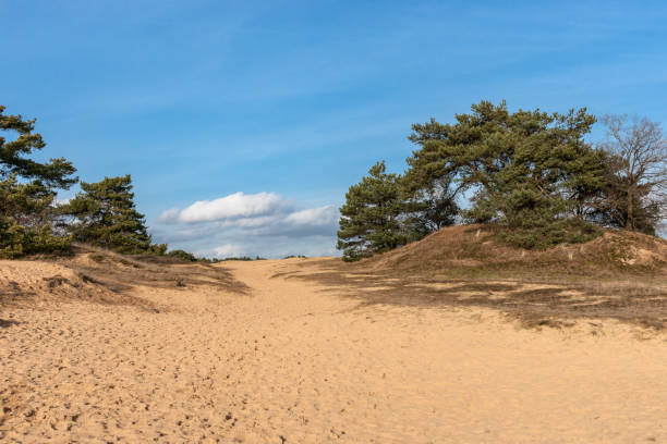 istock Trees and sand plains at the dutch dessert 680514568
