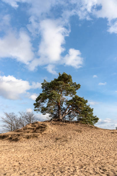 istock Trees and sand plains at the dutch dessert 680514574