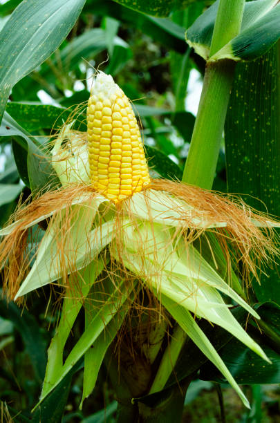 fresh cob of ripe corn on green field - agriculture close up corn corn on the cob imagens e fotografias de stock