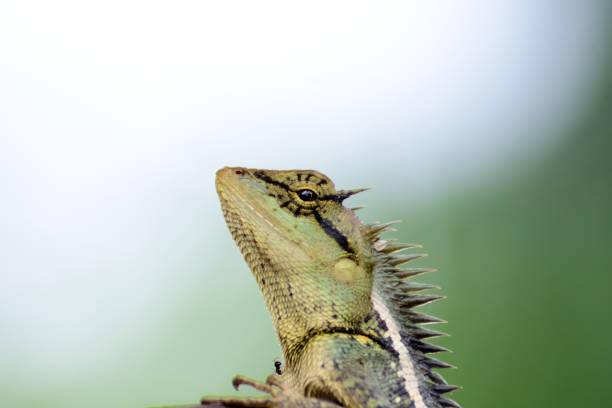 isolate closeup head happy lizard in the jungle