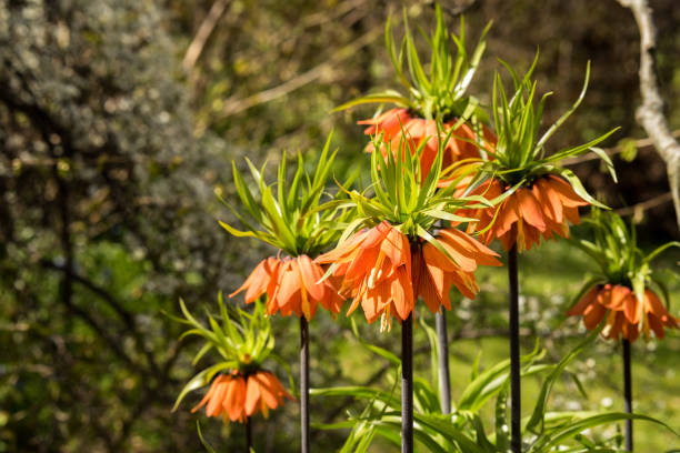 istock Fritillaria imperialis, Crown imperial 680515416