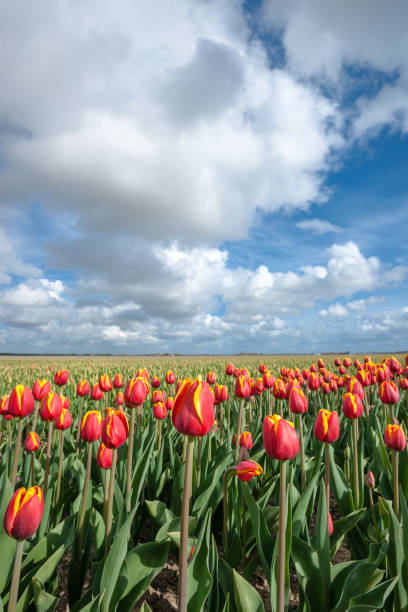 istock Dutch bulb fields with the famous Tulips 680522894