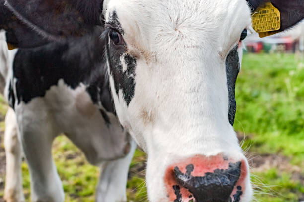 istock Young cows in the meadow 680523156