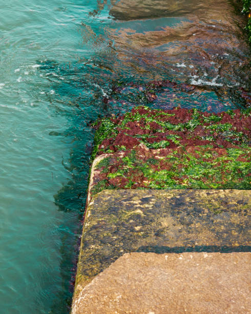 istock Steps covered in green algae leading down into the sea / water. 680523396