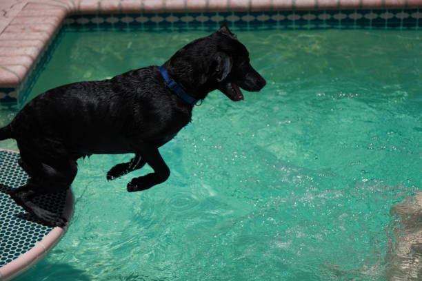 istock Dog in the pool. 680526186