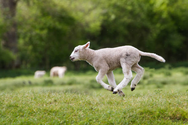 istock Cute Happy Lamb running across field 680526332