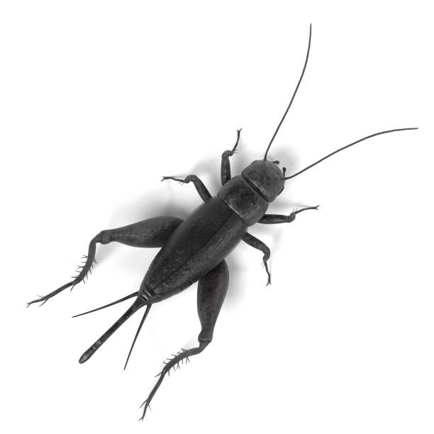 field cricket realistic 3d render of field cricket gryllus campestris stock pictures, royalty-free photos & images