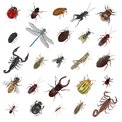 realistic 3d render of insect - large collection