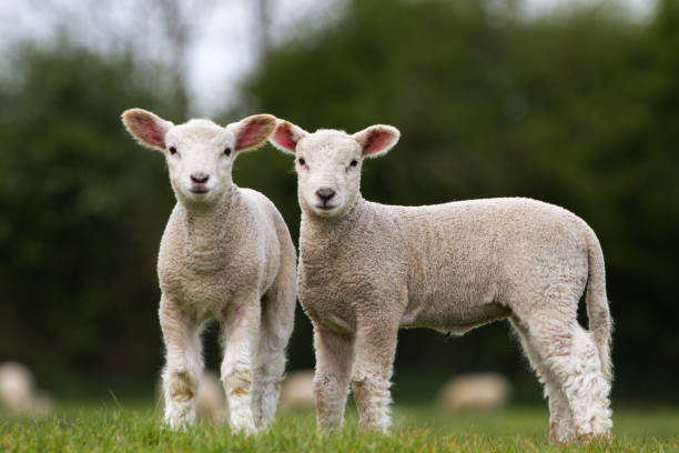 zwei niedliche lämmer blick in die kamera stand im bereich - lamb rural scene sheep field stock-fotos und bilder