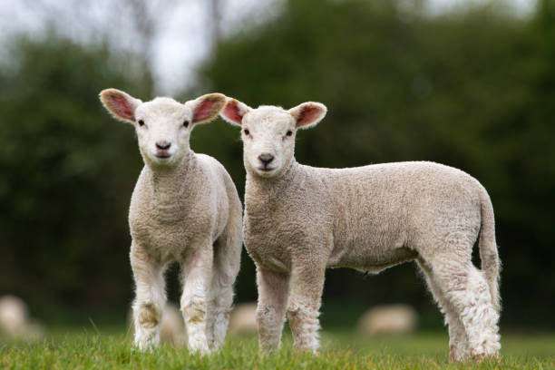 istock Pair of Cute Lambs looking at camera stood in field 680526684