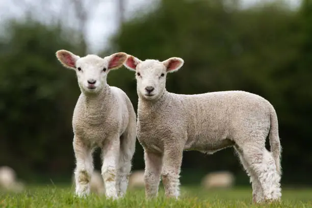Photo of Pair of Cute Lambs looking at camera stood in field