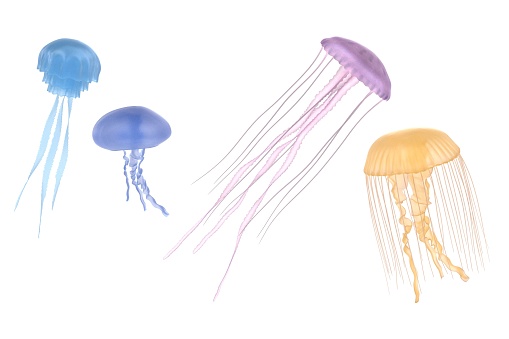 realistic 3d render of jellyfishes