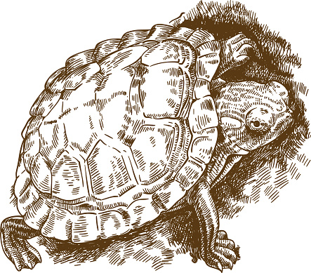 Vector antique engraving illustration of little turtle isolated on white background